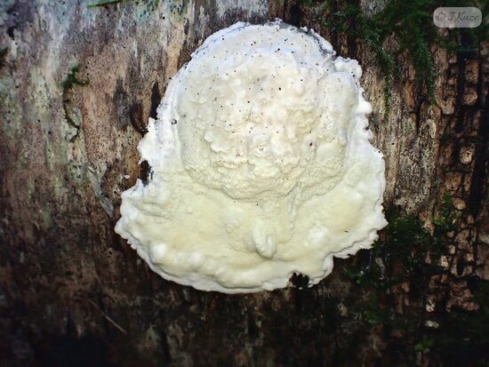 Gloeoporus pannocinctus